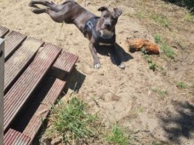 Wir suchen dringend ein neues Zu Hause für die süße