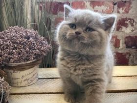 Liebe Katzenfreunde, wir haben 3 kleine Mädels, gesunde