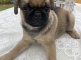 Eine sehr sportliche Möpsin sucht noch ihre Familie.