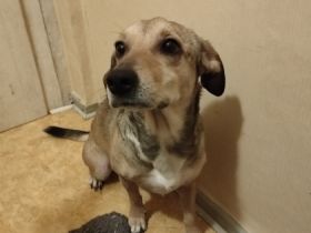 Mila ist eine Mischlingshündin von ca 3 Jahren. Das