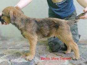 Wir haben Border Terrier Welpen zu verkaufen. Unser