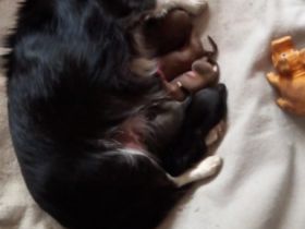 5 süße chihuahua Weibchen suchen ab Juli ein