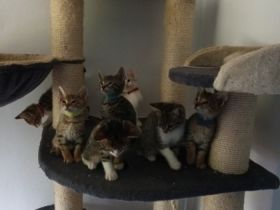 Unsere 6 Zwerge dürfen ab sofort in ihren neuen