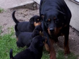 Es sind ein wunderschöner Rüde, und fünf süße Hündinnen