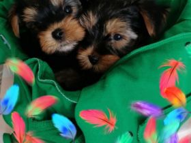 Wir haben noch 2 kleine Yorkshire Terrier Männchen zu