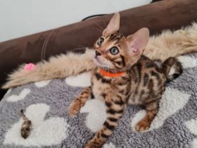 Zur verkaufen stehen hier zucker süße Bengal Kitten,