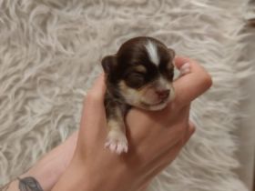 Wir sind 3 gesunde reinrassige Langhaar Chihuahua