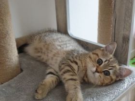 Unsere BKH Hauskatze hat am 15.03.2022 zuckersüße und