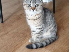 Unsere BKH Hauskatze hat am 15.03.2022 zuckersüße und