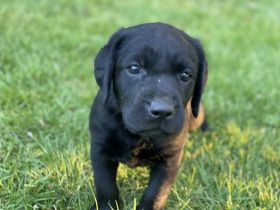 7 wunderschöne Labrador-Welpen aus Familienzucht in