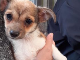 Unsere kleine Daisy hat am 05.03.2022 fünf kleine