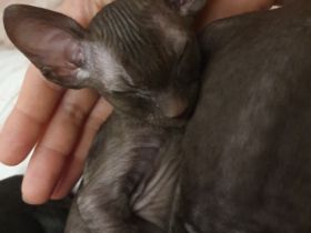 Wir haben wieder wundervolle Cornish Rex Kittens, am 29