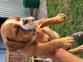3 Old Englisch Bulldoggen zuverkaufen. 2 Hündinnen und