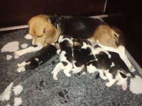 Unsere Ginna Baronin vom Schwalbenhof hat am 03.06.2022