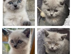 Unseren vier wunderschöne bkh kitten suchen ein