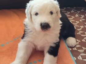 Zwei Bobtail Welpen aus erfahrener Hobbyzucht suchen