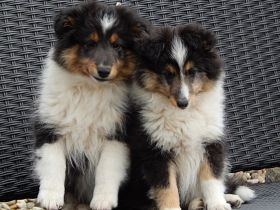 Die Süssen sind bei Abgabe mehrfach entwurmt, geimpft