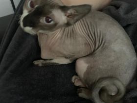 Wir müssen uns leider von unsere Geliebten Maus trennen