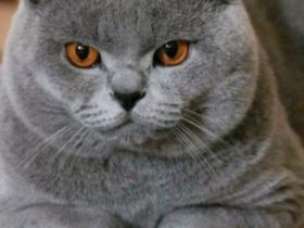 Unsere Katze Luna hat bezaubernde Babys am 10.04 in