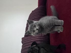 Hallo liebe Kitten Freunde, meine Katze hat am 01.04.22