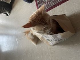 Der Kater ist geimpft und kastriert. Er liebt seinen