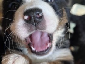 Guten Tag unsere Dame hat 9 gesunde Reinrassige