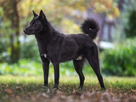 Ankündigung E-Wurf in 2023