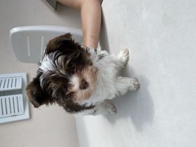 Die kleine Grace (Biro-Yorkshire-Terrier) und der