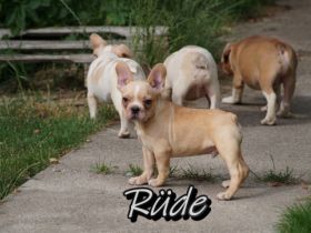 Bitte erst lesen !! Wir verkaufen keine Billigwelpen