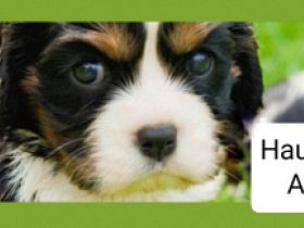 Haustierservice Alexandra Busch