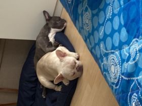 Hallo Ich muss wegen meine oma meine Babay abgeben da