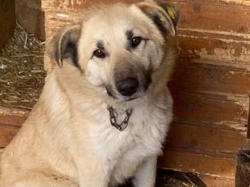 Merlin, MERLIN ❤ ca 5 Jahre alt, ca 50 bis 53 cm 20 bis