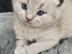 Liebe Katzenfreunde, Am 31.05.2022 hat unsere