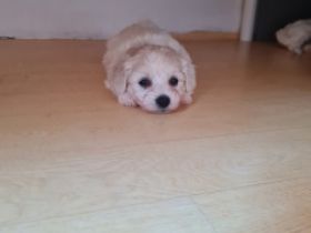 Hallo unsere Hündin (Bichon Frise - Pudel Mix) Papa