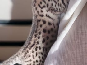 Savannah Kitten F5 SBT  mit Stammbaum/Papiere