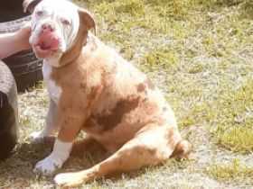 Hallo an alle Bully Fans! Mein Martini ein knapp