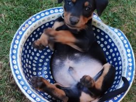 Deutsche Pinscher vom Bruchstein Vier unserer Welpen