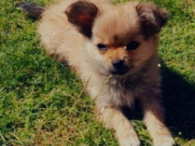 Hallo zusammen Unsere Luna ( Chihuahua) hat am 28.03.22