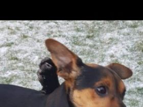 Hallo meine lieben, mein Name ist Toto und leider suche