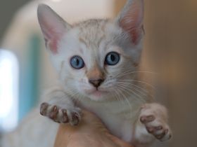 Unsere wunderschönen Schneebengalkitten wurden am 14.