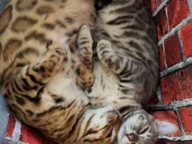 Dea De Blue, Müssen leider wegen Familiären Gründen uns