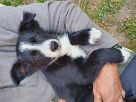 Wir haben noch zwei süße und liebe Rüden aus unserem 7