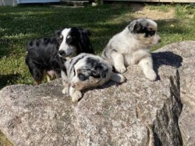 Unsere Babys sind nun geimpft, gechipt, tierärzlich und