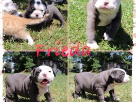 Wir haben am 22.5.2022… 4 tolle Welpen von unserer