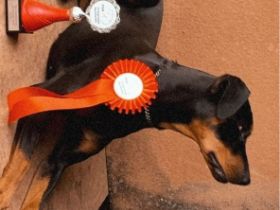 Aus unserer Hobbyzucht sind ab Anfang Juli Deutsche