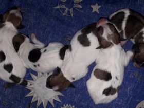 Unsere Welpen sind da!! Geb. am 25.6.2022 - 2 Mädels