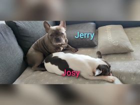 Unsere Hündin Josy hat uns am 24.5.2022 wunderschöne