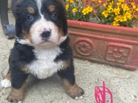 Hallo, Wir sind 4. Jungs und 4. Mädchen. Wir sind am 23