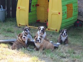Kennel Rendog offers puppies, vaccinated, with pet pass