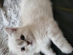 Britisch Kurzhaar, Kitten